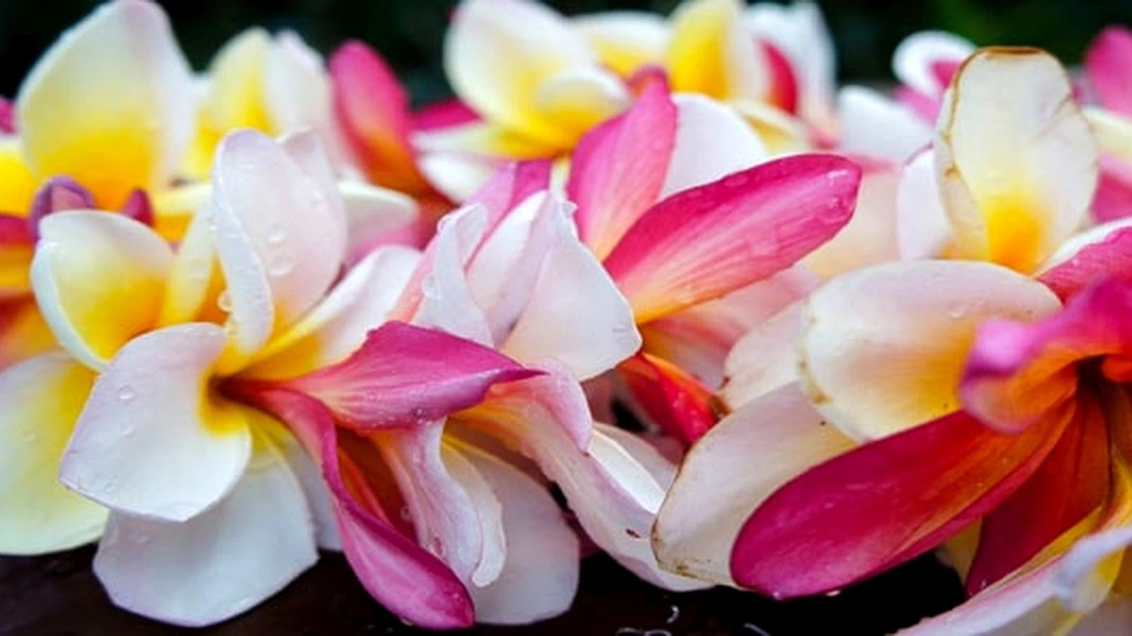 Fresh plumeria flowers